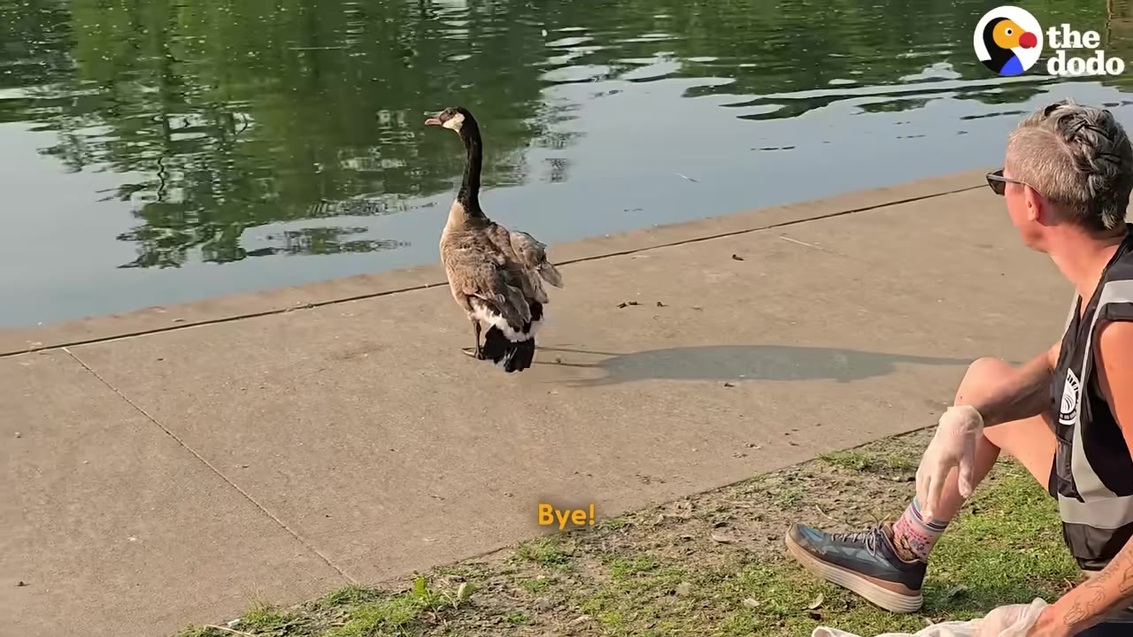 A bird rescuer with short hair sits on a grassy bank next to a concrete path, watching a goose walk toward the water.
