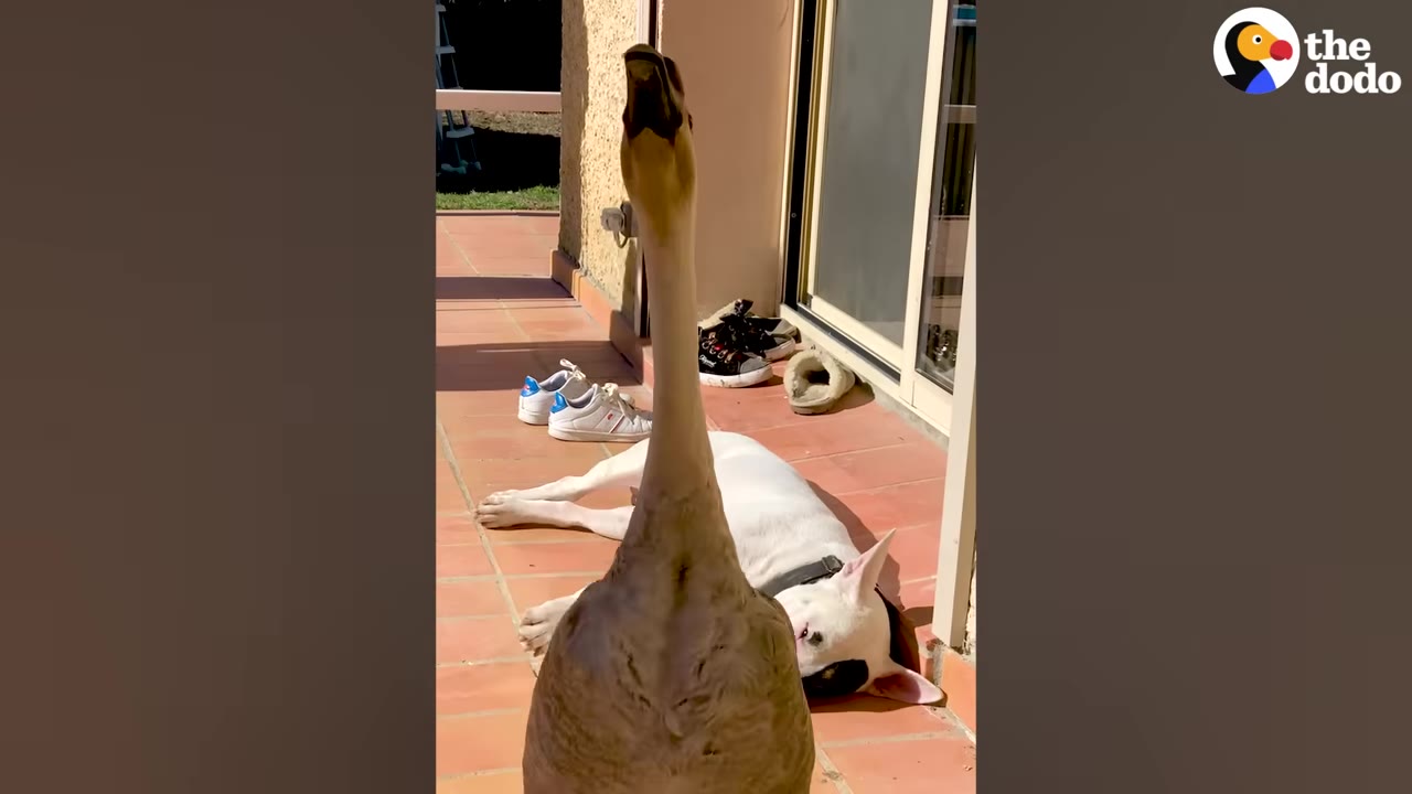 A goose stands in the foreground looking up, while a white dog with black patches lies on a tiled patio in the background.