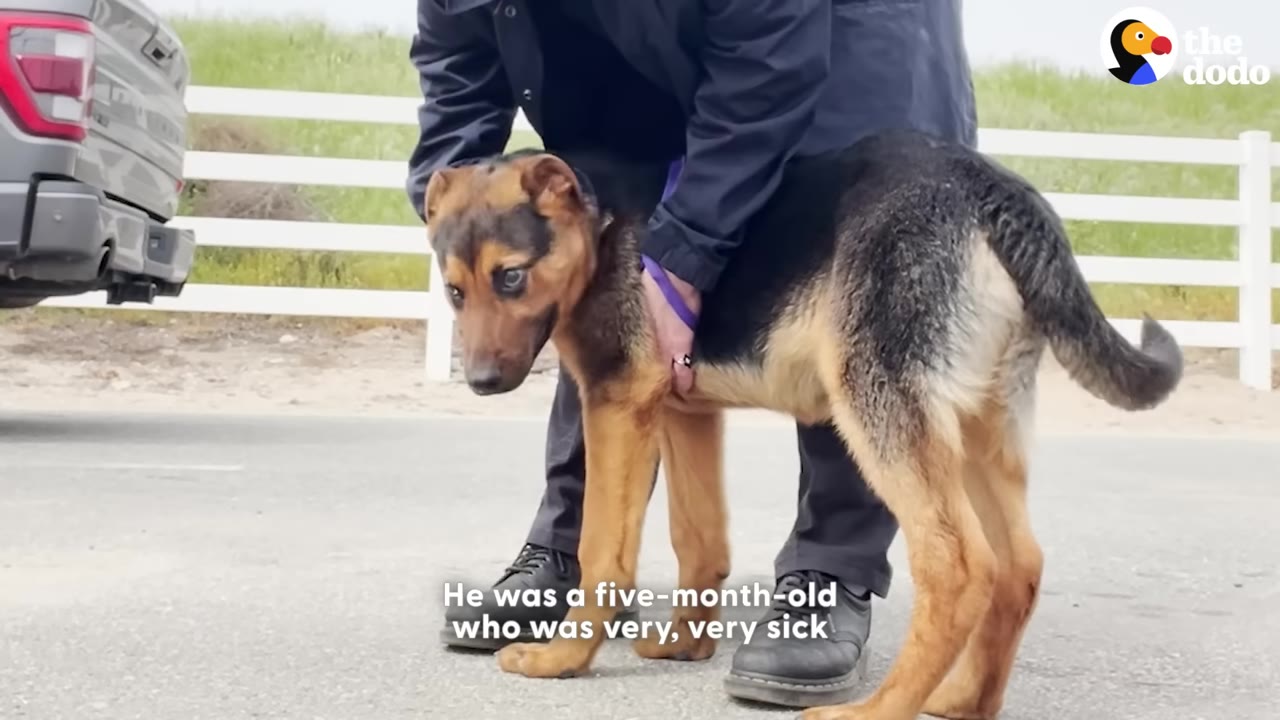 A young German Shepherd mix puppy stands on the pavement, supported by a person's hands, looking down with a sad expression.