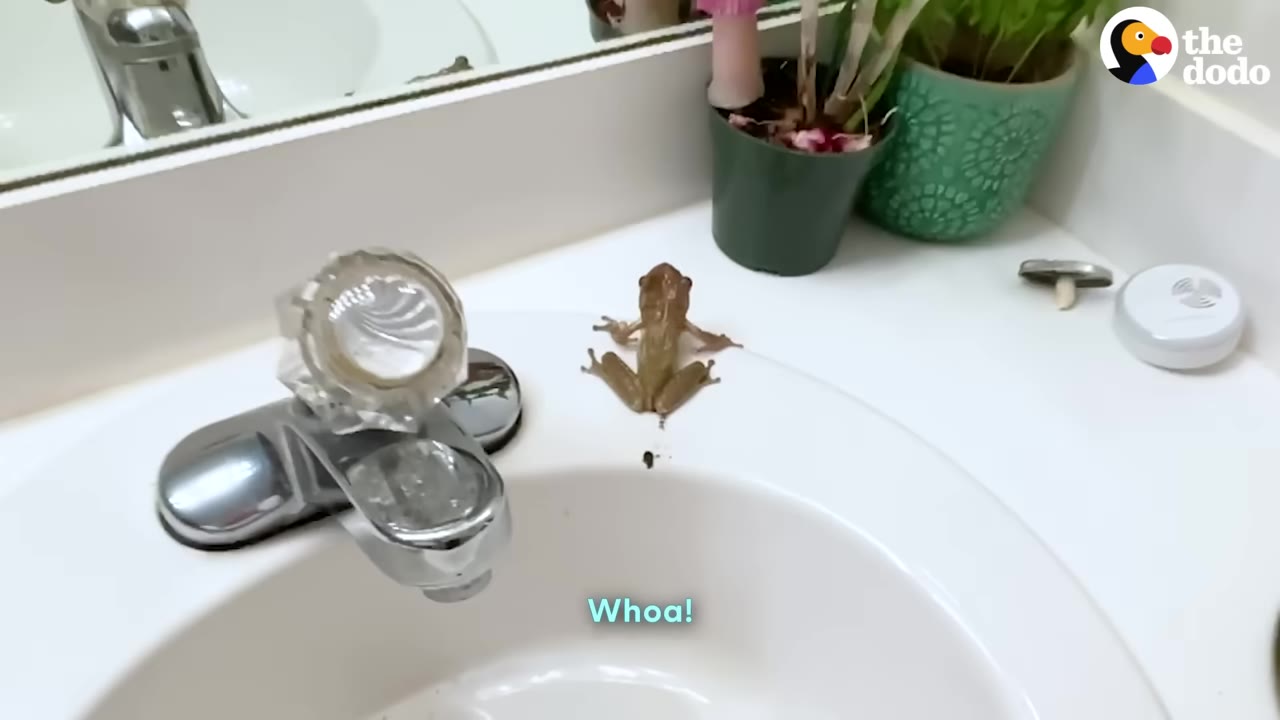 A small brown frog sits on the edge of a white bathroom sink next to a chrome faucet.