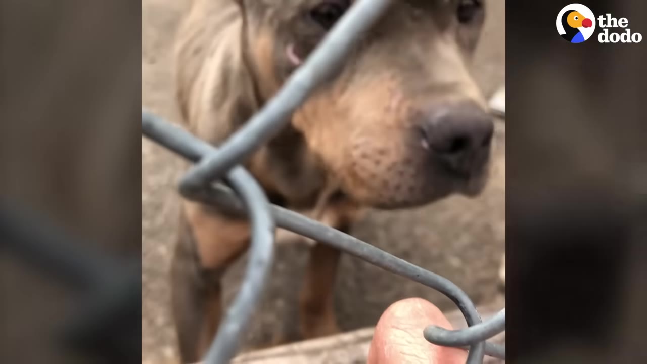 A close-up shot of a brown dog looking through a chain-link fence as a person's finger gently reaches out to touch the wire.