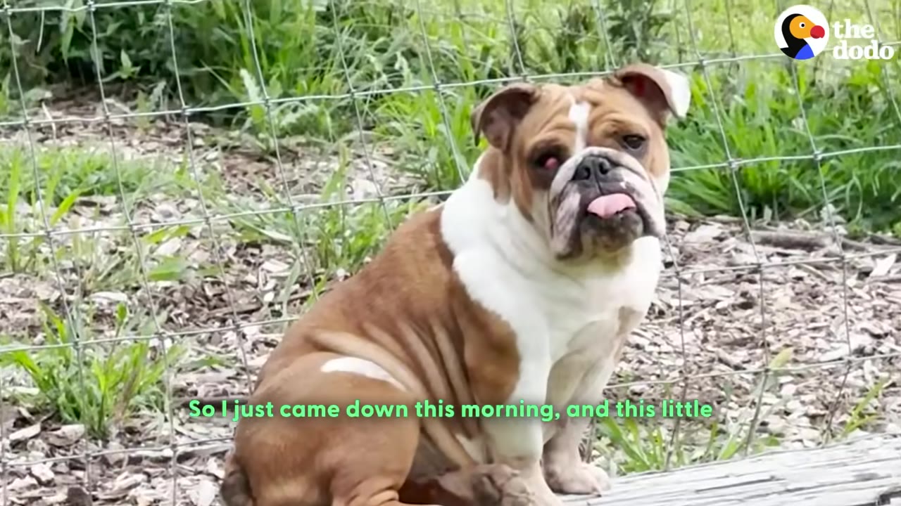 A brown and white English bulldog sitting on a wooden log in front of a wire fence, sticking its tongue out.