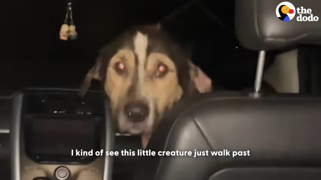A medium-sized brown and white dog with glowing eyes looks forward from the back seat of a car.