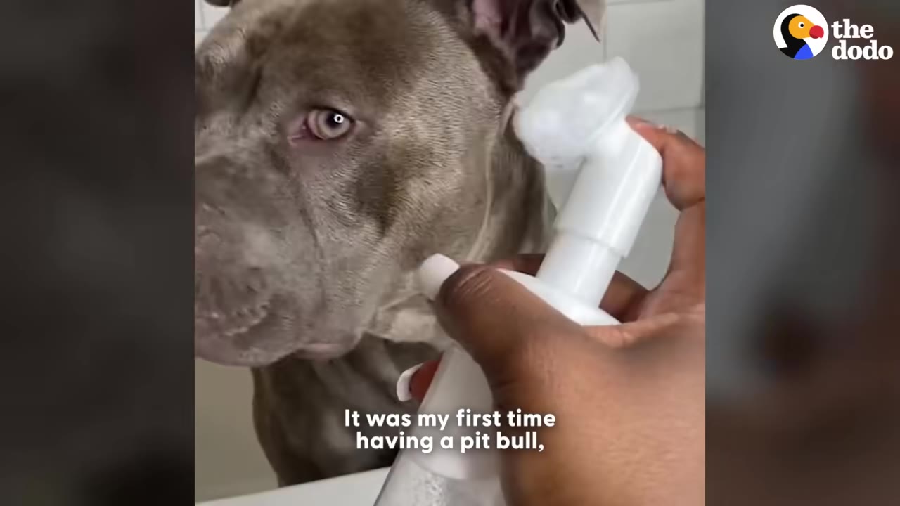 A close-up of a grey pit bull looking to the side as a person's hand holds a white foaming soap dispenser near its neck.