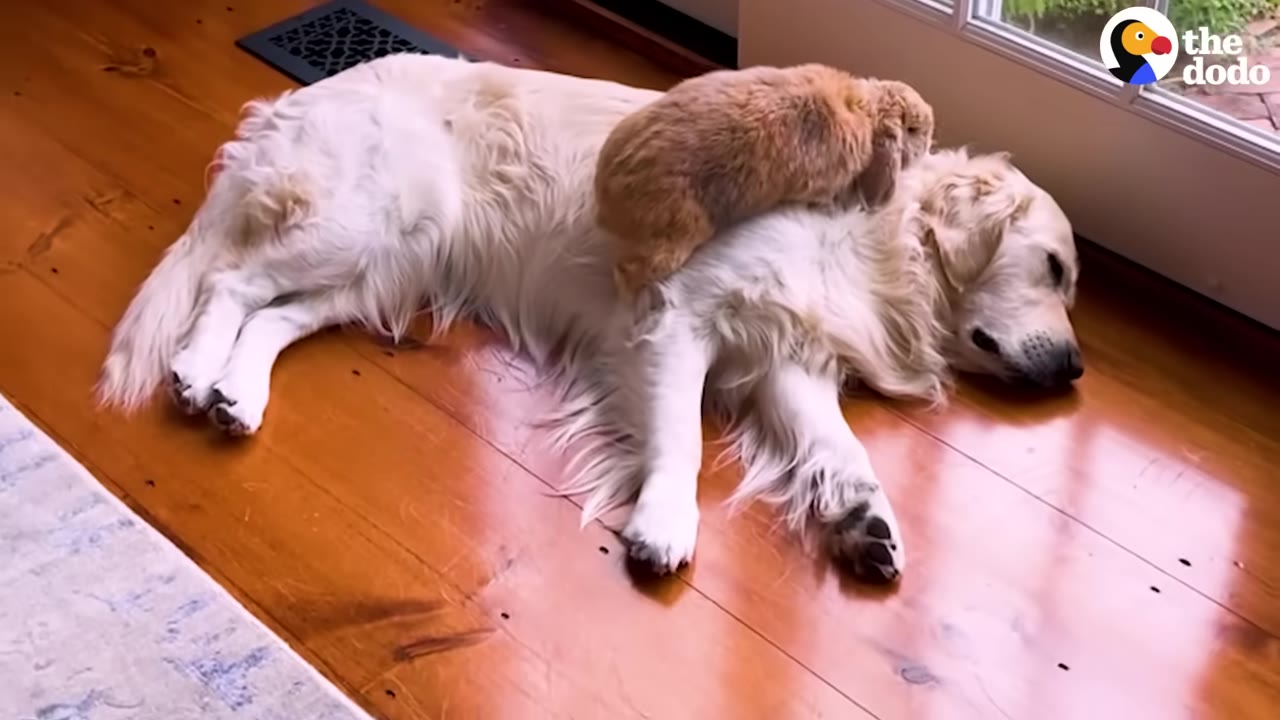 A fluffy golden retriever lies resting on a polished wooden floor while a small brown rabbit sits comfortably on its back.