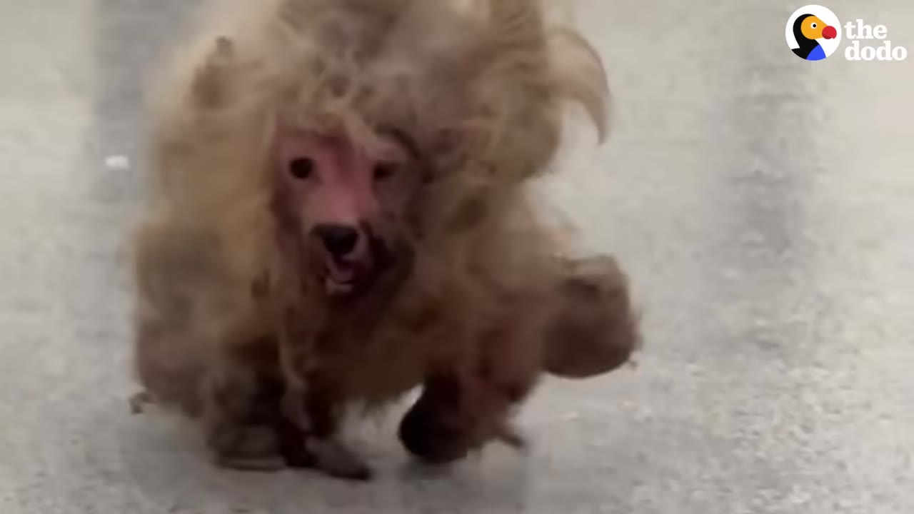 A heavily matted, unrecognizable small dog with tan, tangled fur walks forward on a paved surface.