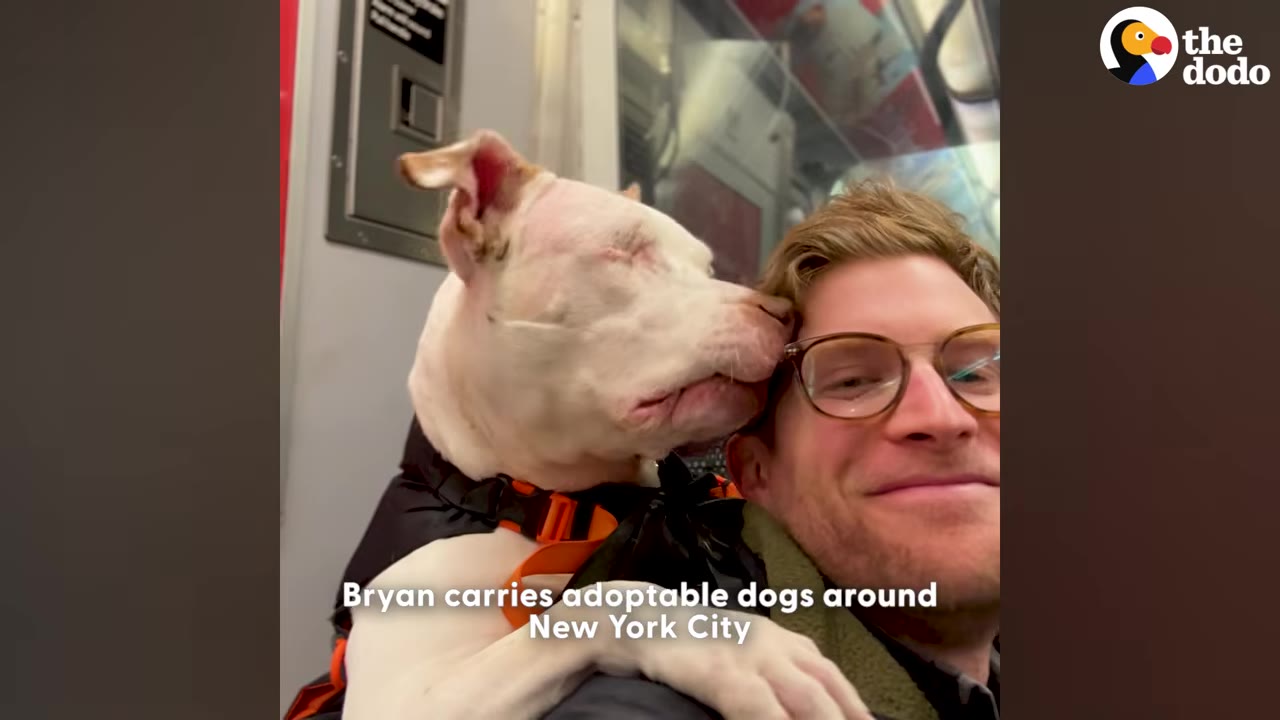 A close-up of a smiling man wearing glasses with a white dog in a backpack nuzzling his head inside a subway car.