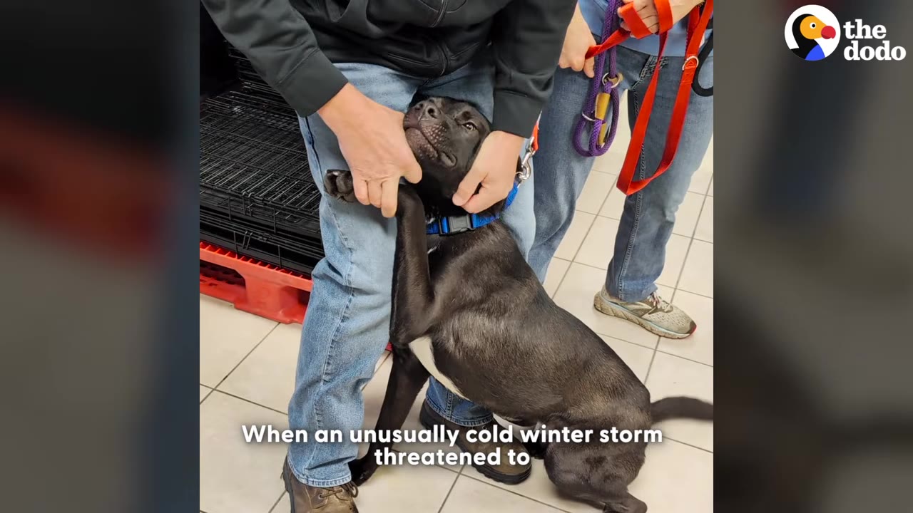 A black dog with a blue collar leans back against a person's legs while being gently held by their hands.