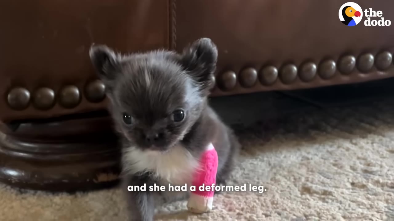A tiny grey and white Chihuahua puppy with a pink cast on its front leg sits on a carpet in front of a brown leather couch.