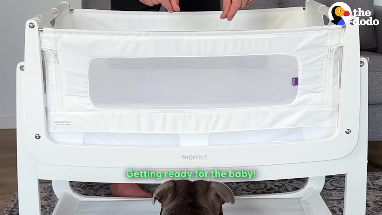 A person sets up a white Sn&uuml;zPod bassinet while a grey Staffordshire Bull Terrier looks on from below, with the subtitle 'Getting ready for the baby!'.