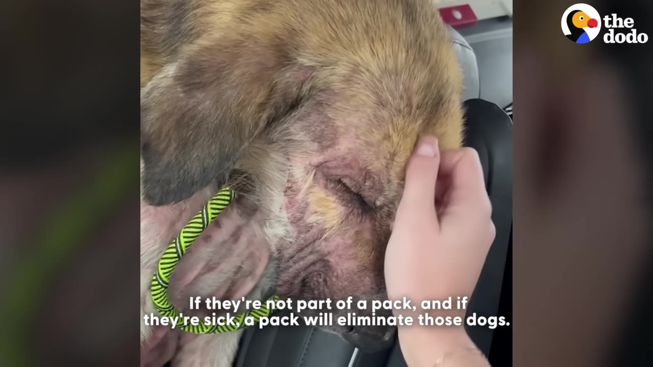 A close-up of a sick, brown dog with skin irritation on its face being gently petted on the head by a person's hand.