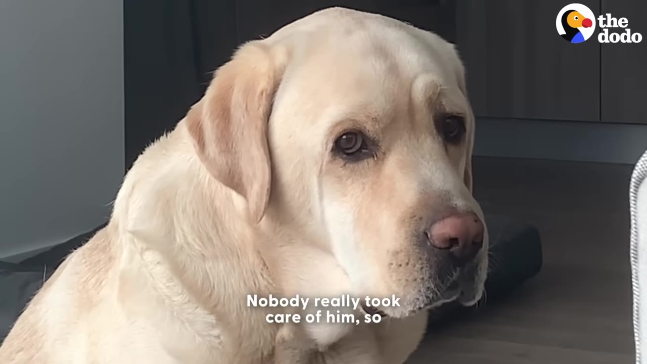 A close-up of a yellow Labrador Retriever looking sad and downcast, with text on screen reading 'Nobody really took care of him, so'.