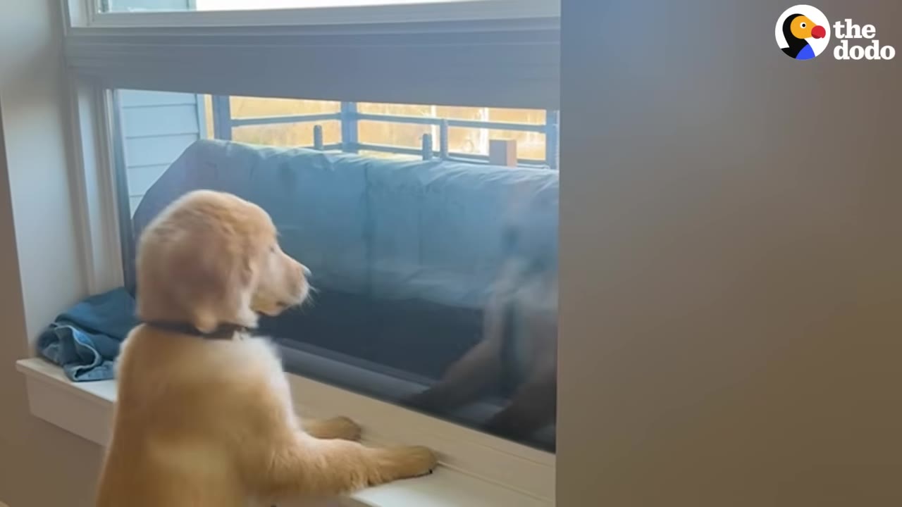 A golden retriever puppy stands on its hind legs on a window sill, looking out a large window.