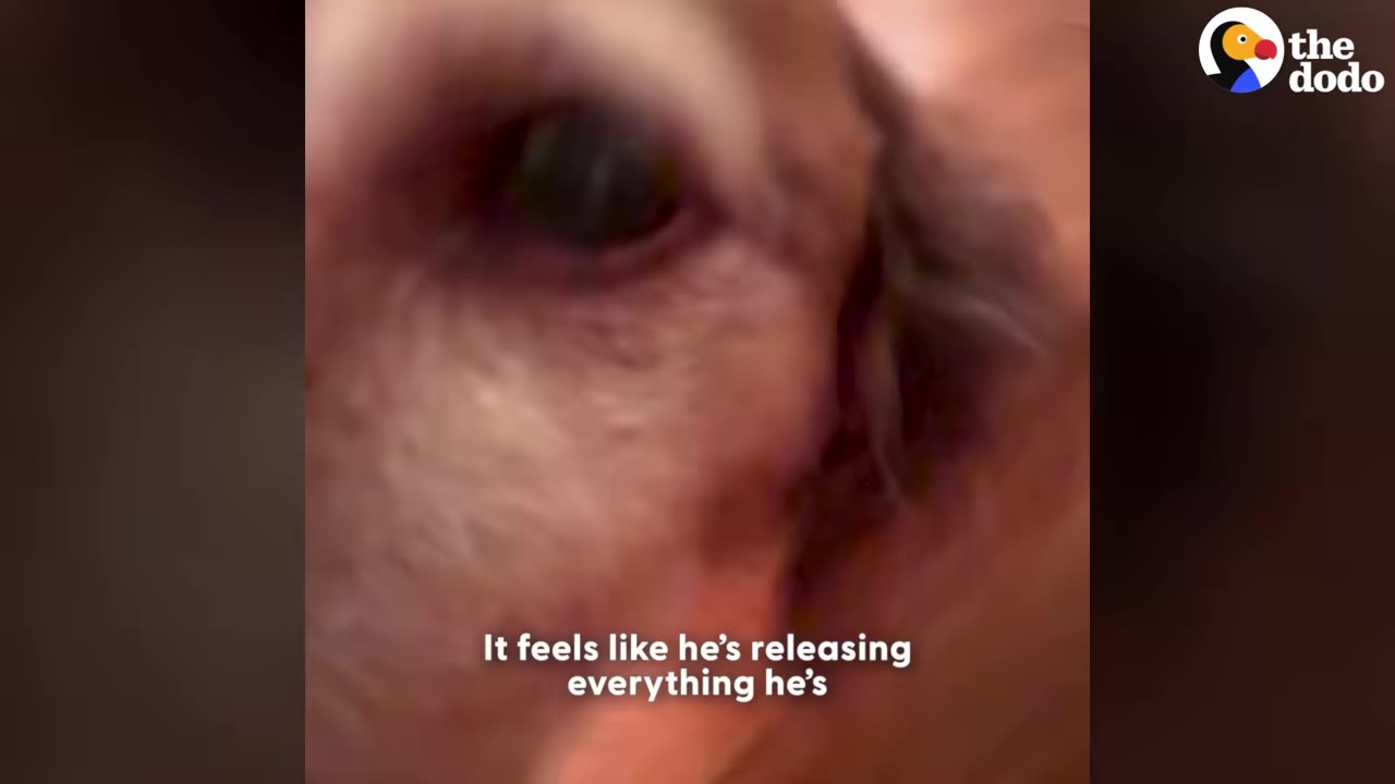 An extreme close-up of a brown dog's eye, showing a sad or emotional expression.