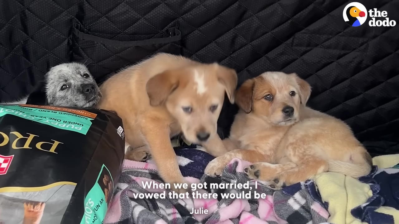 Three young puppies sit on blankets next to a bag of puppy food, with text on screen reading 'When we got married, I vowed that there would be'.