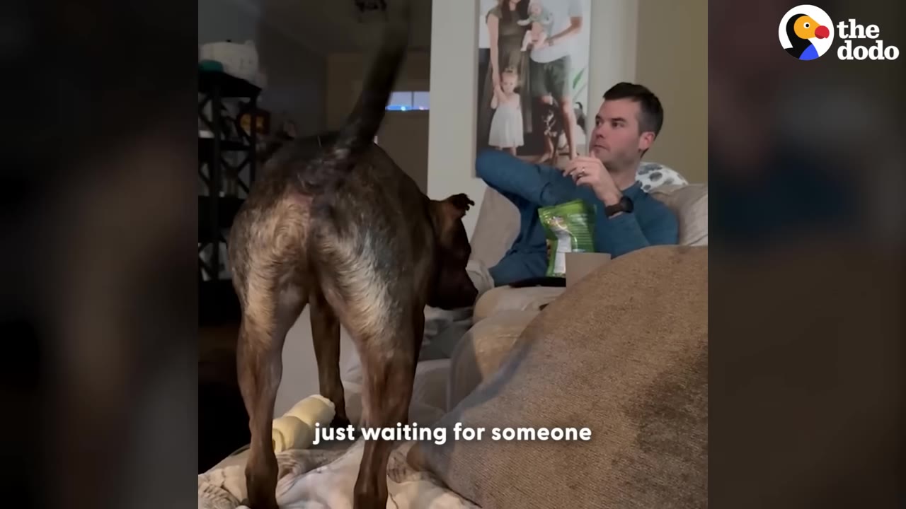 A brindle dog stands on a couch with its tail raised, facing a man who is sitting on the couch looking at him.