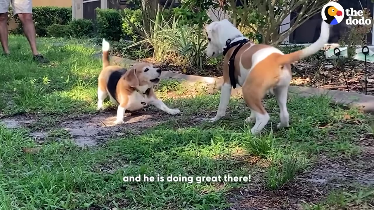 A white and brown dog wearing a harness stands on a grassy lawn, playfully facing a beagle who is in a play bow position.