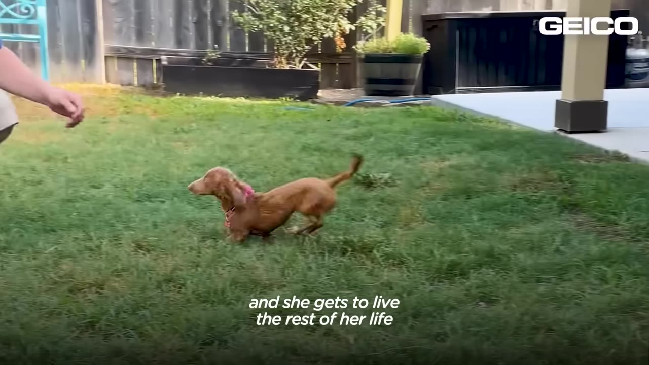 A small brown dachshund puppy running energetically across a green grassy lawn in a backyard.