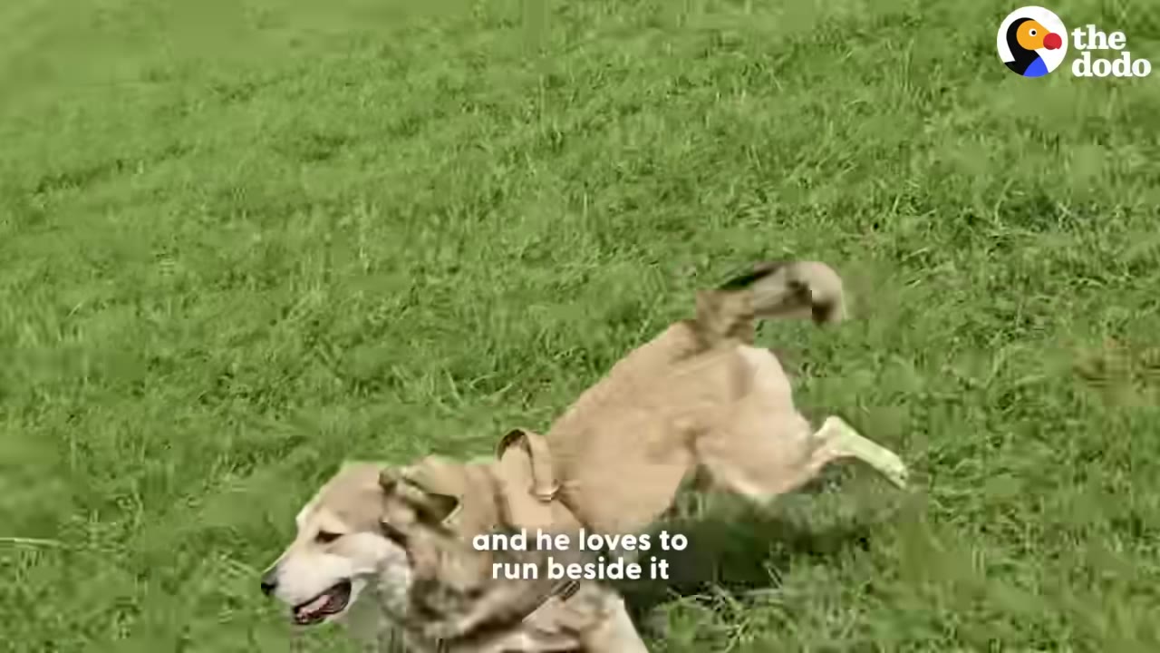 A light brown and white dog wearing a harness runs happily across a lush green grassy field.