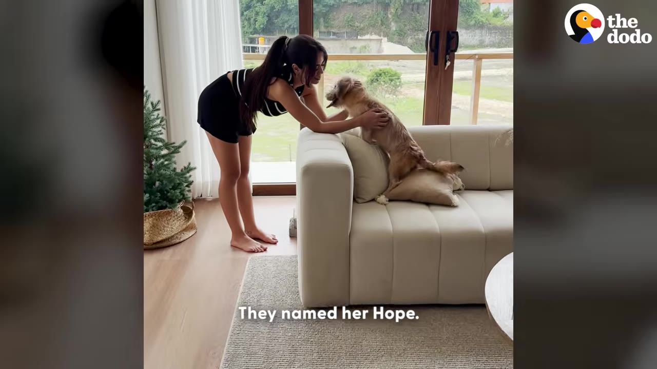 A woman in a black top and shorts leans over a white sofa to pet a small, light brown dog standing on a cushion.