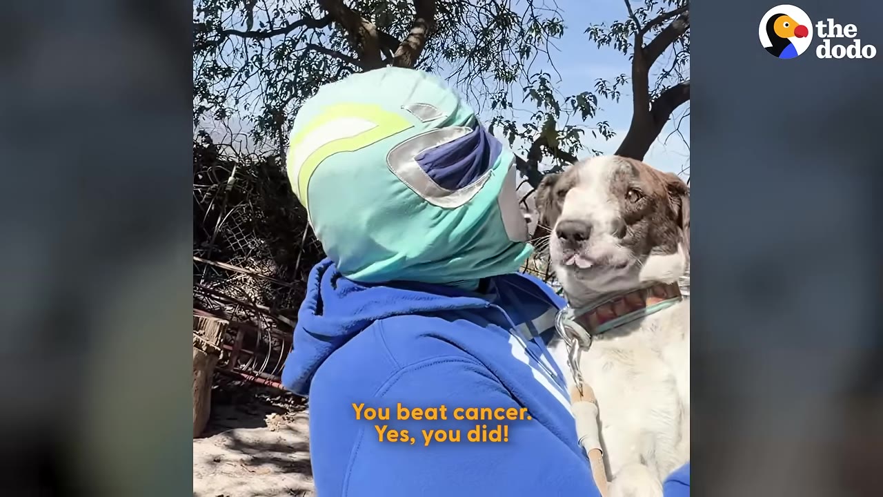 A person wearing a blue hoodie and a green and blue mask holds a brown and white dog close to their face.