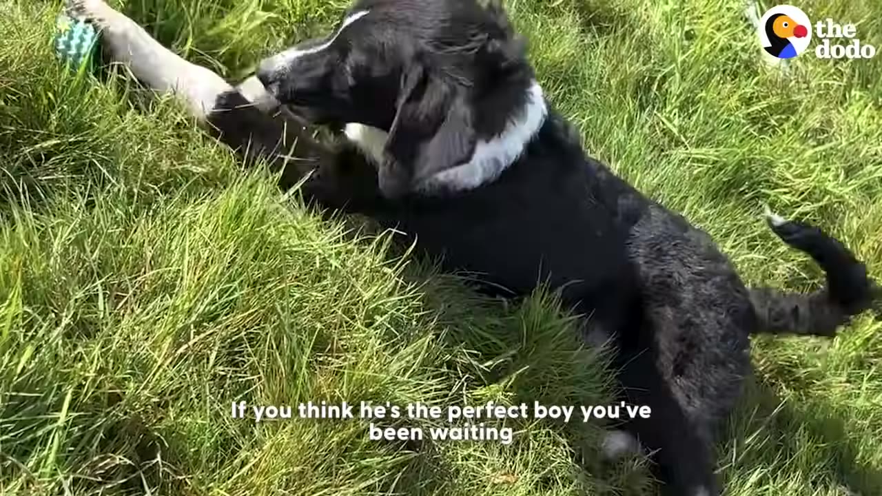 A black and white dog lying in green grass, looking alertly to the side.