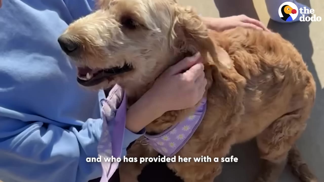 A happy golden-colored dog wearing a purple floral harness is being lovingly petted by a person in a blue shirt.