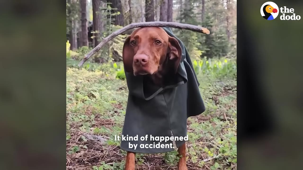 A brown Vizsla dog wearing a dark green cloak balances a long, curved stick on its head while standing in a wooded area.
