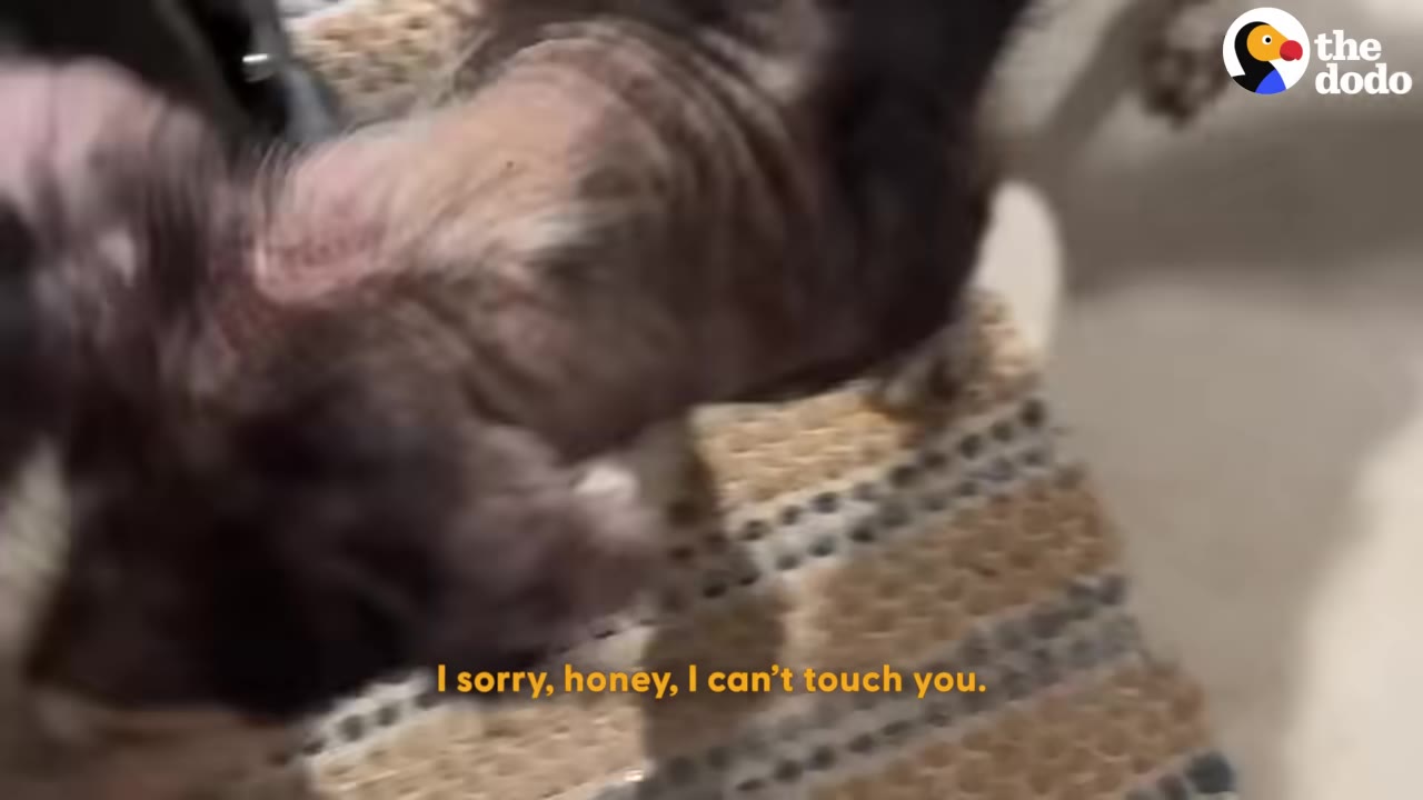 A dog with severe hair loss on its neck and back stands on a woven mat, with the subtitle 'I sorry, honey, I can't touch you.'