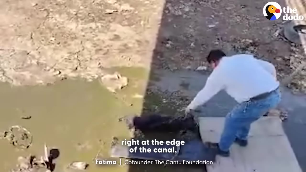 A man in a white shirt and blue jeans reaches down toward a dark dog at the edge of a muddy canal.