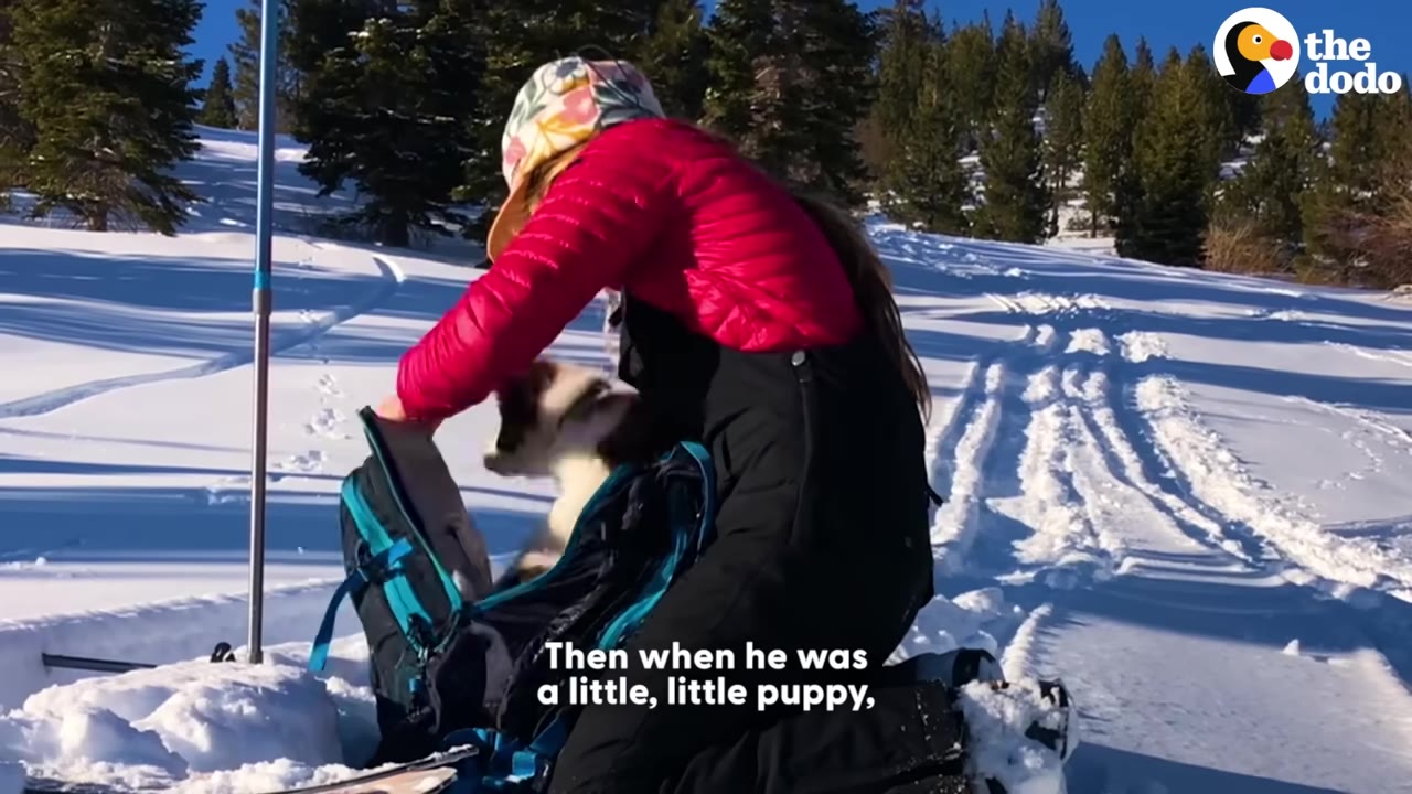 A person in a pink winter jacket and black snow pants places a small brown and white puppy into a blue backpack on a snowy slope.