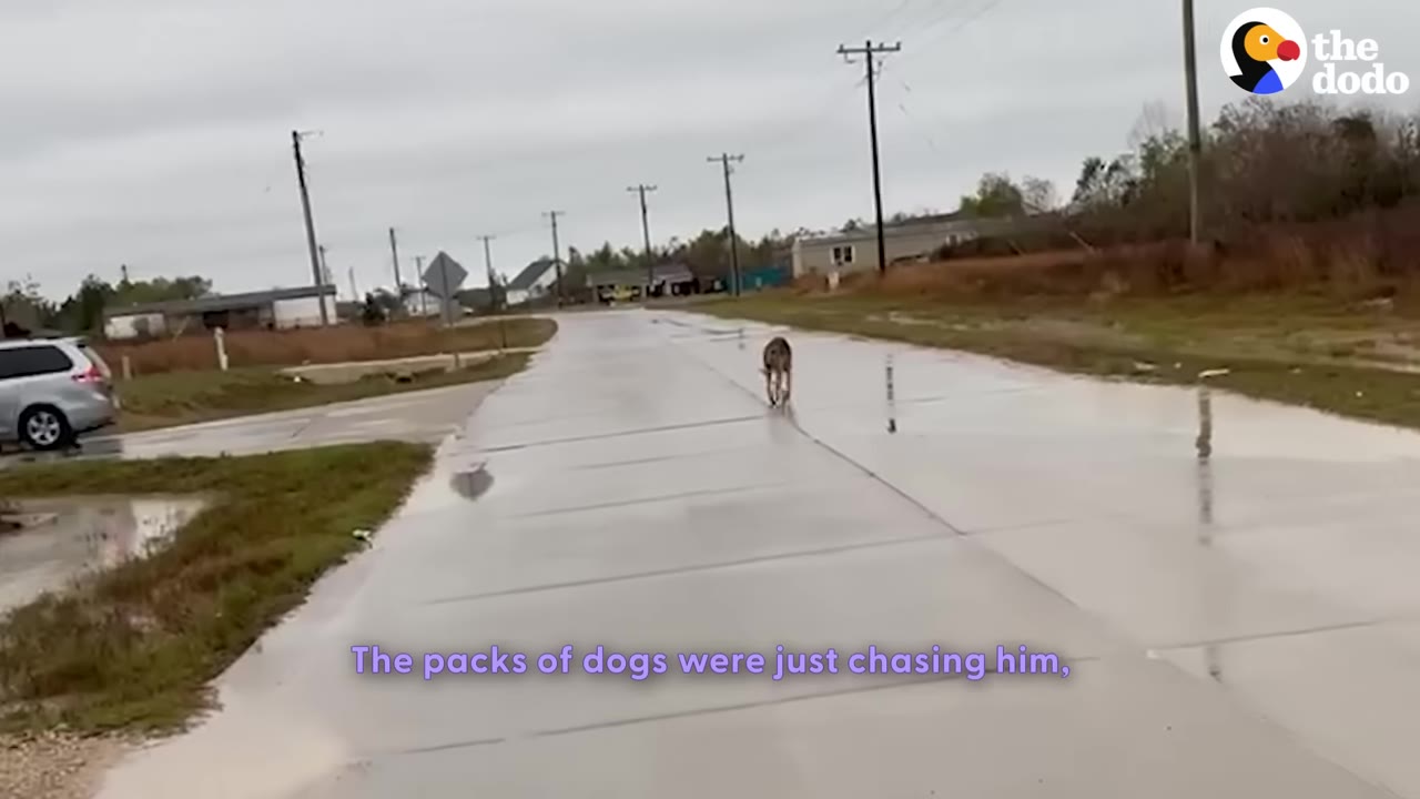 A dog running down a wet concrete road in a rural area, seen from behind.