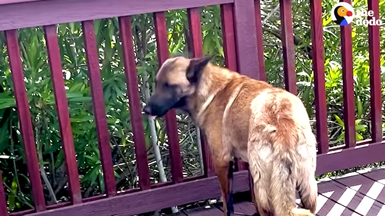 A tan and black dog stands on a wooden deck, showing matted and wet fur on its hindquarters.