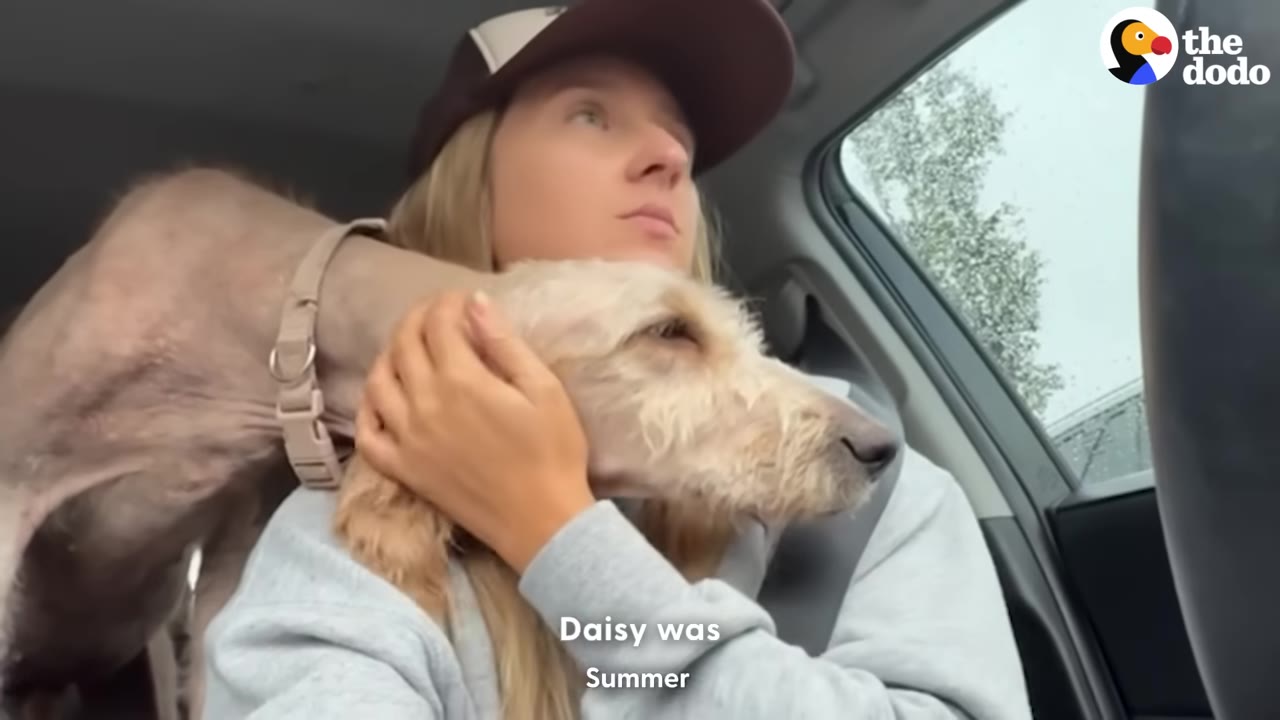 A woman wearing a baseball cap sits in a car, gently holding a thin, scruffy dog with sparse fur on its back.