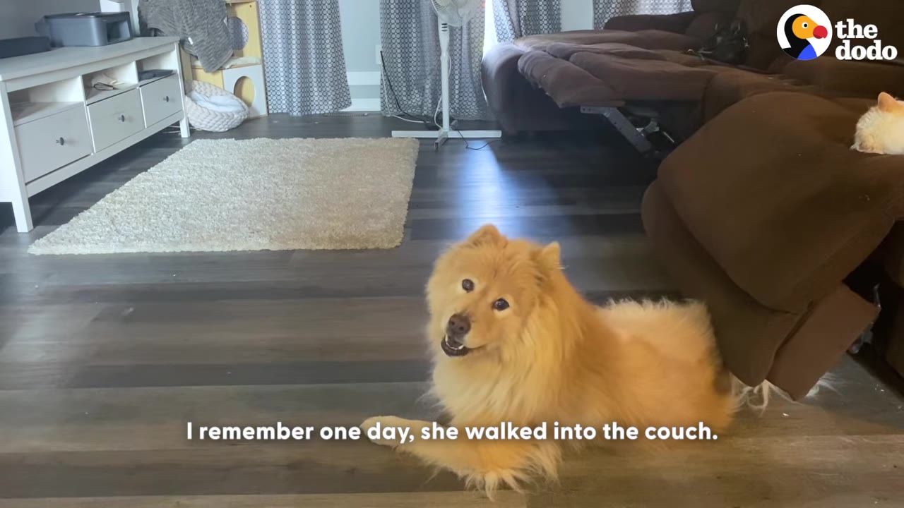 A fluffy, golden-colored dog lies on a wooden floor next to a brown reclining couch in a living room.