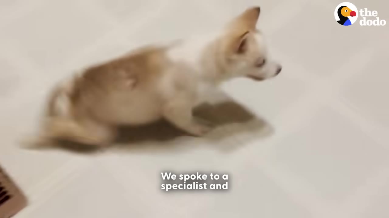 A small white and tan puppy stands on a tiled floor, with text on screen reading 'We spoke to a specialist and'.