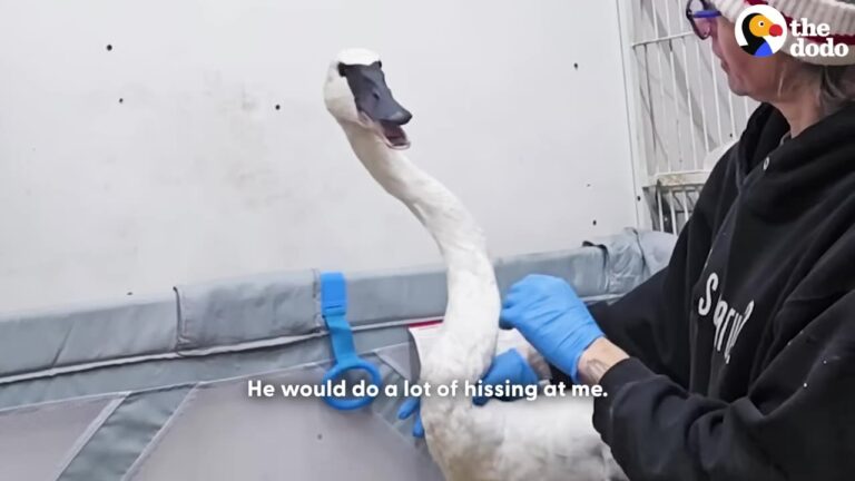 Michigan Bird Rescuer Takes In A Feisty Swan And Gets The Incredible Miracle She Hoped For