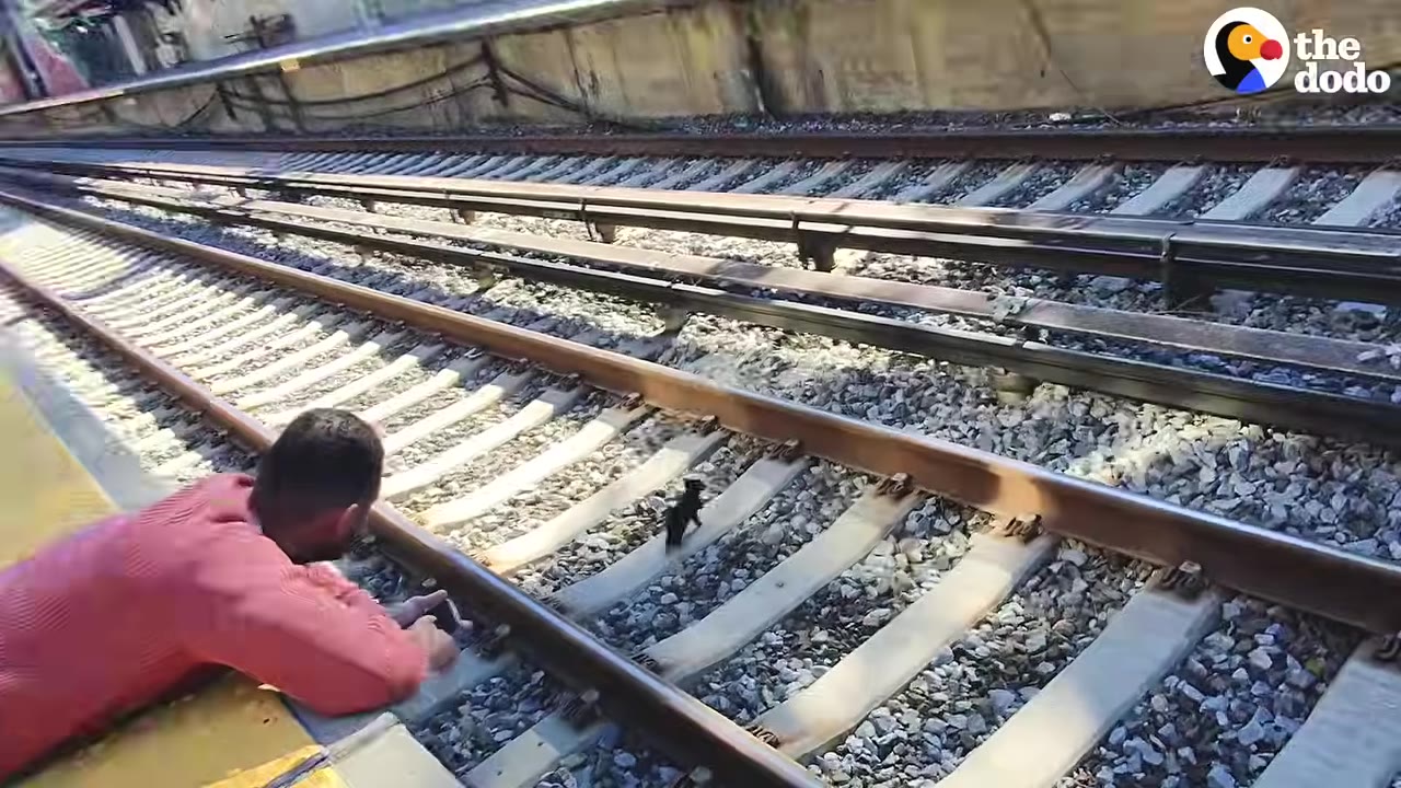 A man in a pink shirt lies on a train platform reaching toward a small black cat running away along the gravel between the railway tracks.