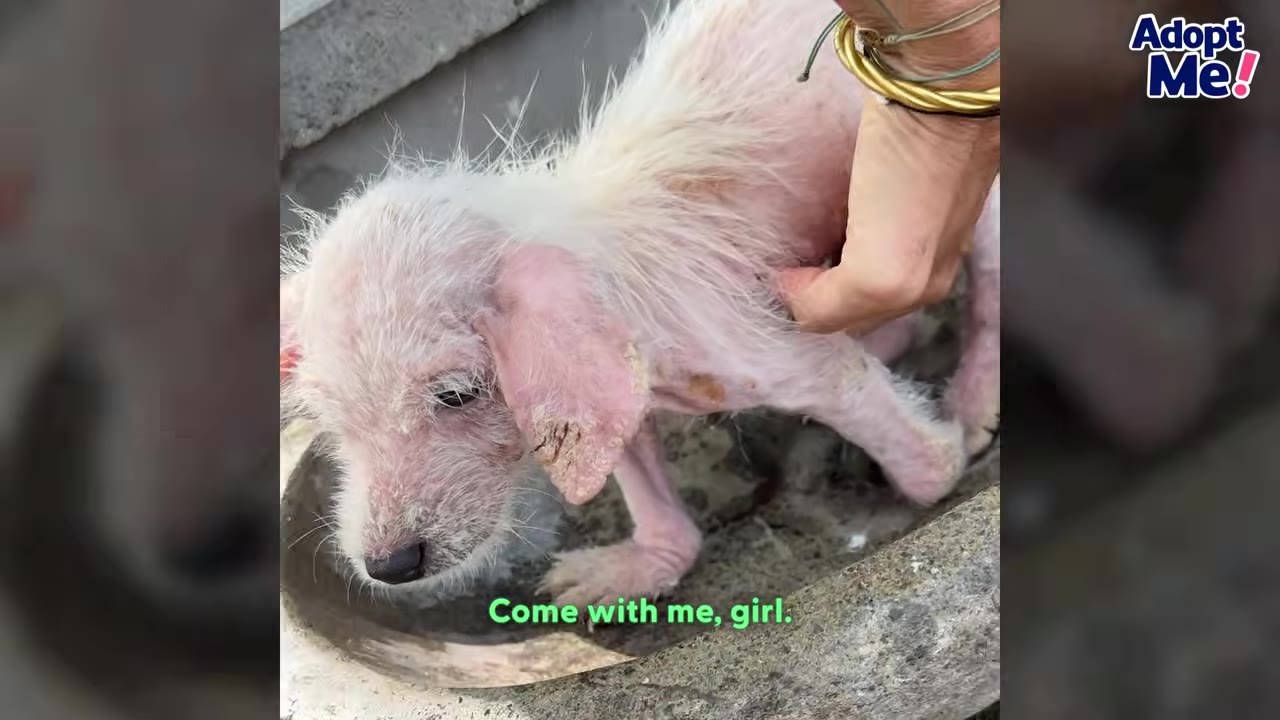 A hand wearing gold bracelets gently reaches out to touch a small, frightened, white-haired puppy with pink skin sitting in a concrete depression.