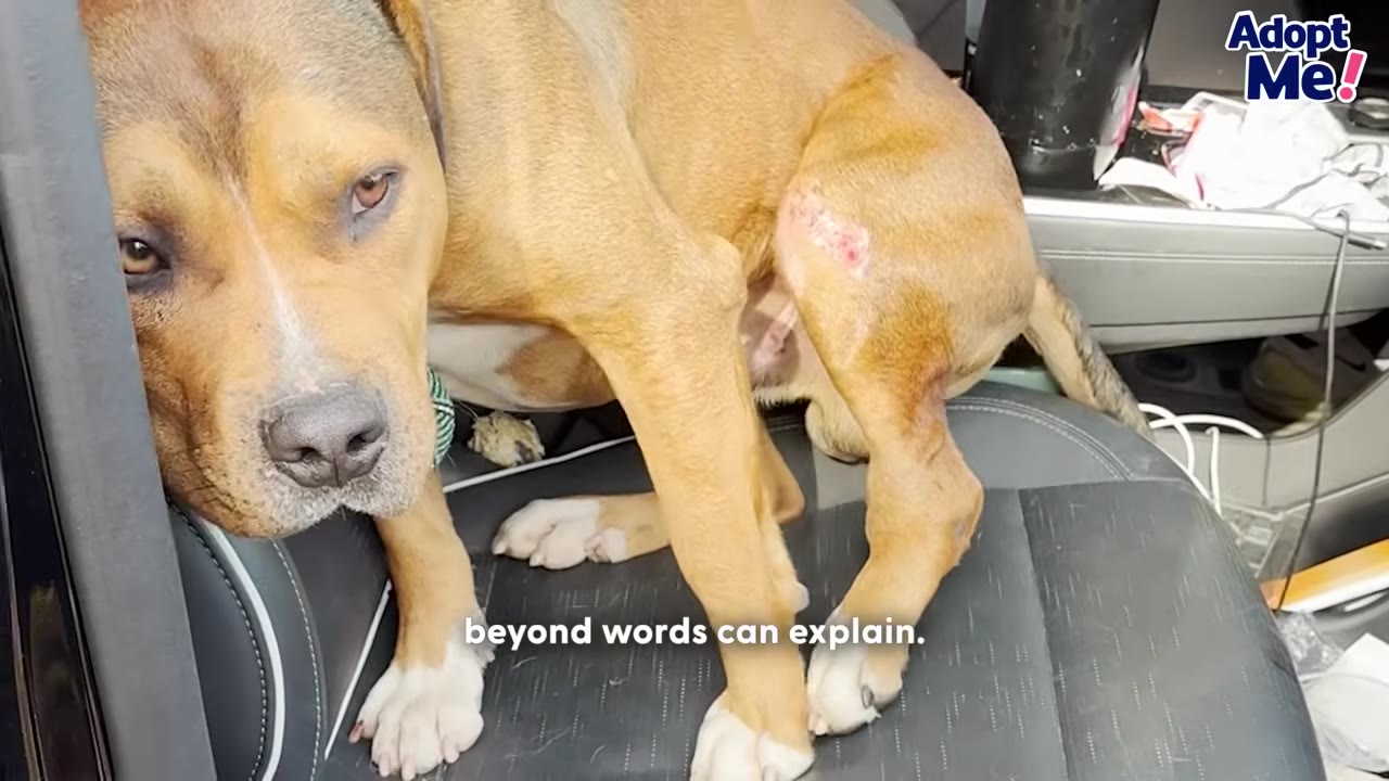 A brown and white dog with a wound on its hind leg sits on a black leather car seat, looking towards the camera.
