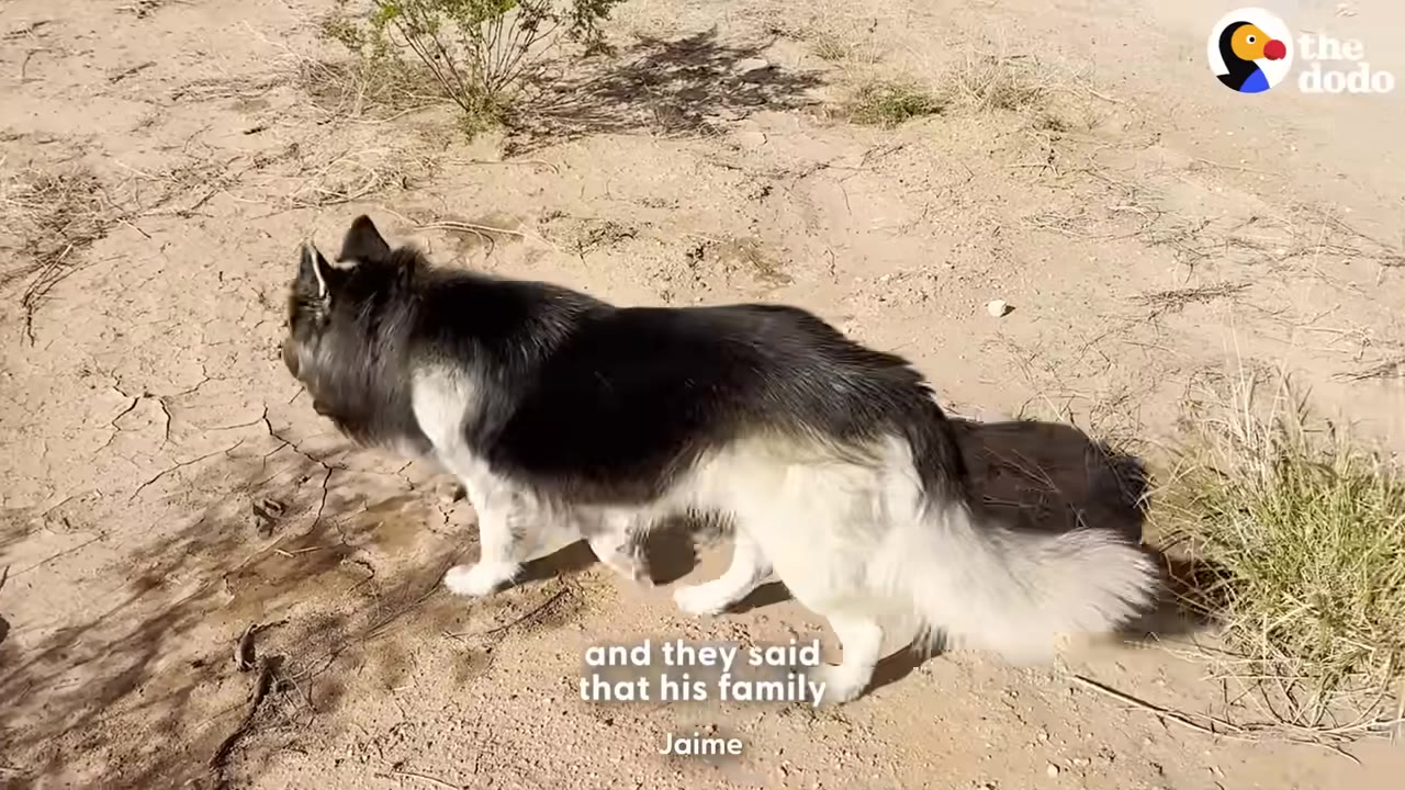 A black and white long-haired dog walks across dry, cracked dirt ground.