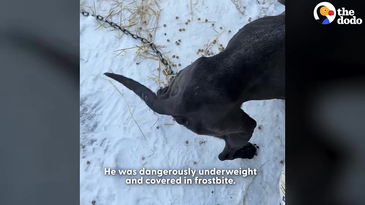 A thin black dog stands chained in the snow next to some scattered straw and kibble.