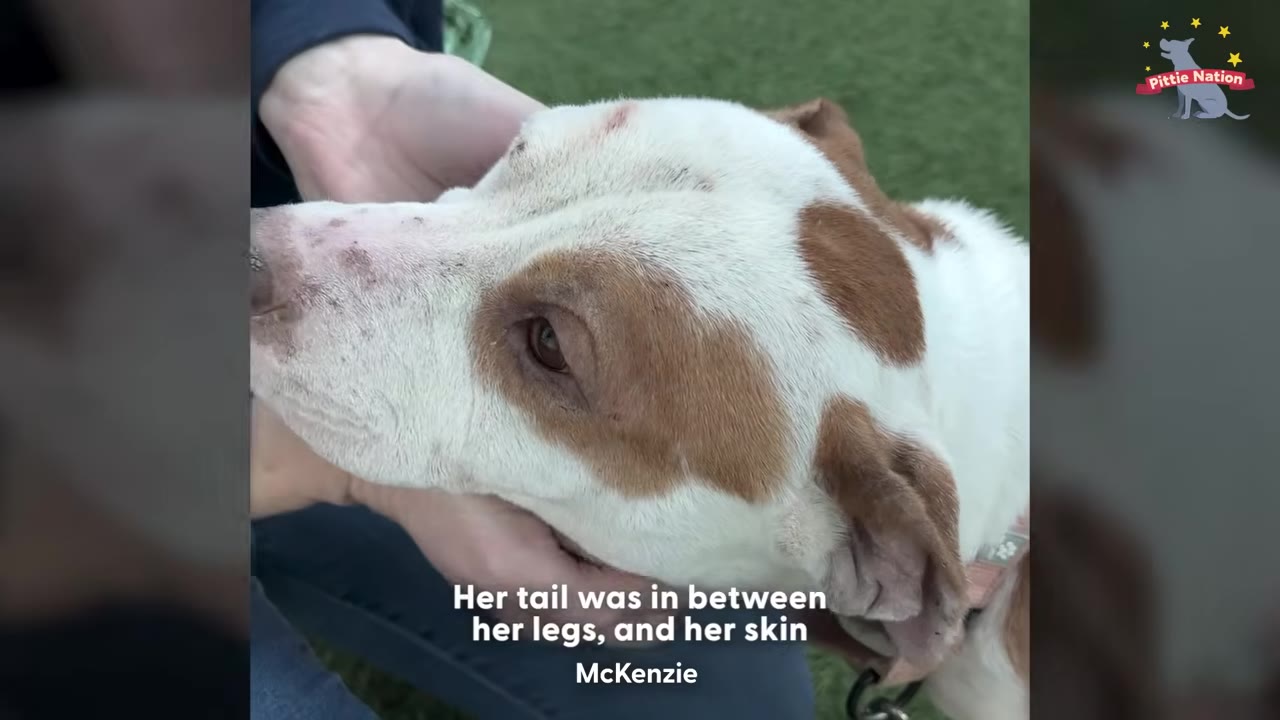 A close-up shot of a brown and white dog's head being gently cradled by a person's hands, showing her sad eyes.