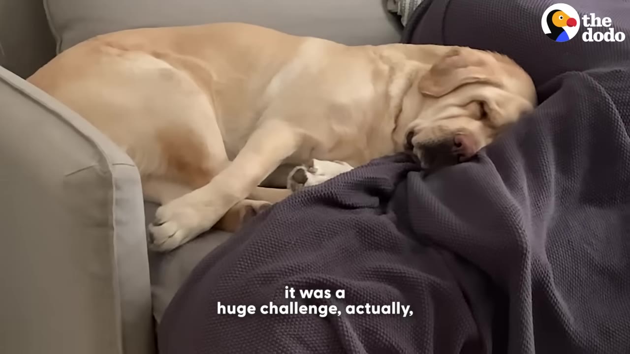 A yellow Labrador retriever lies curled up on a grey sofa, resting its head on a dark purple blanket.