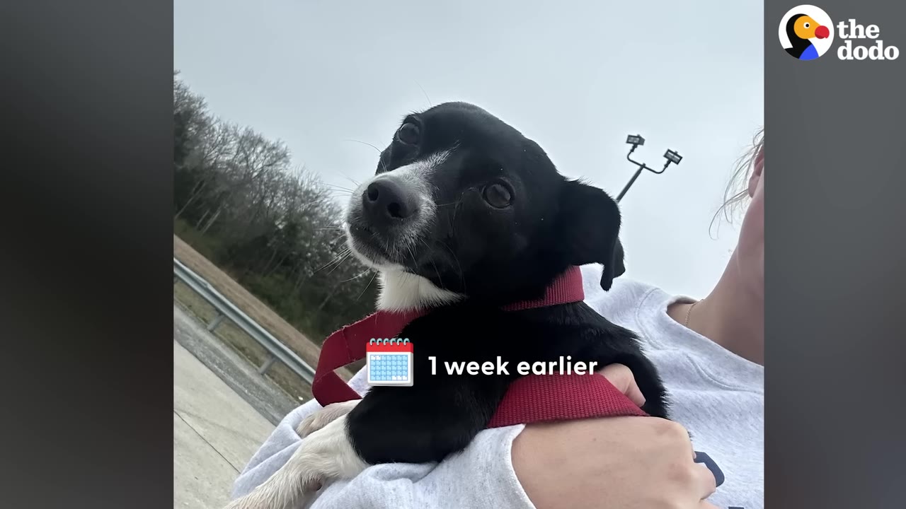 A small black and white dog with a red leash is held in a person's arms outdoors next to a highway guardrail.