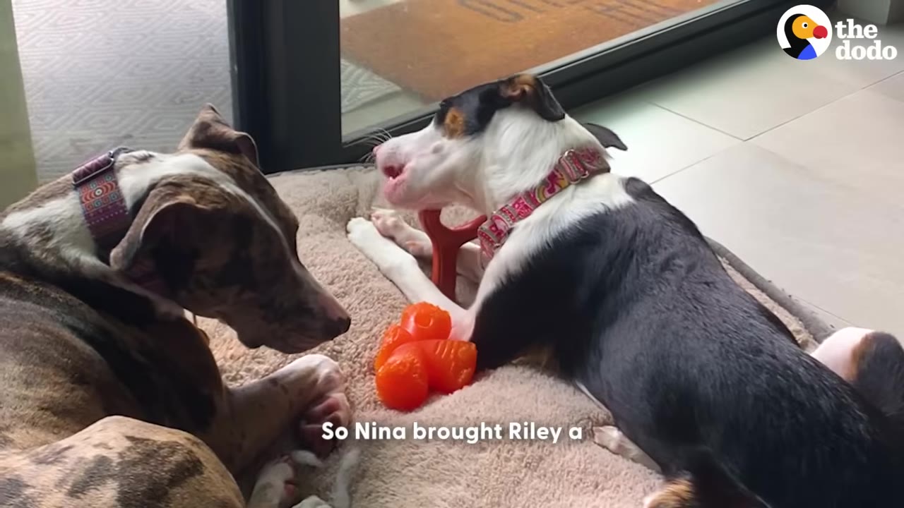 Two dogs lying together on a dog bed, with one dog chewing on a toy while the other watches.