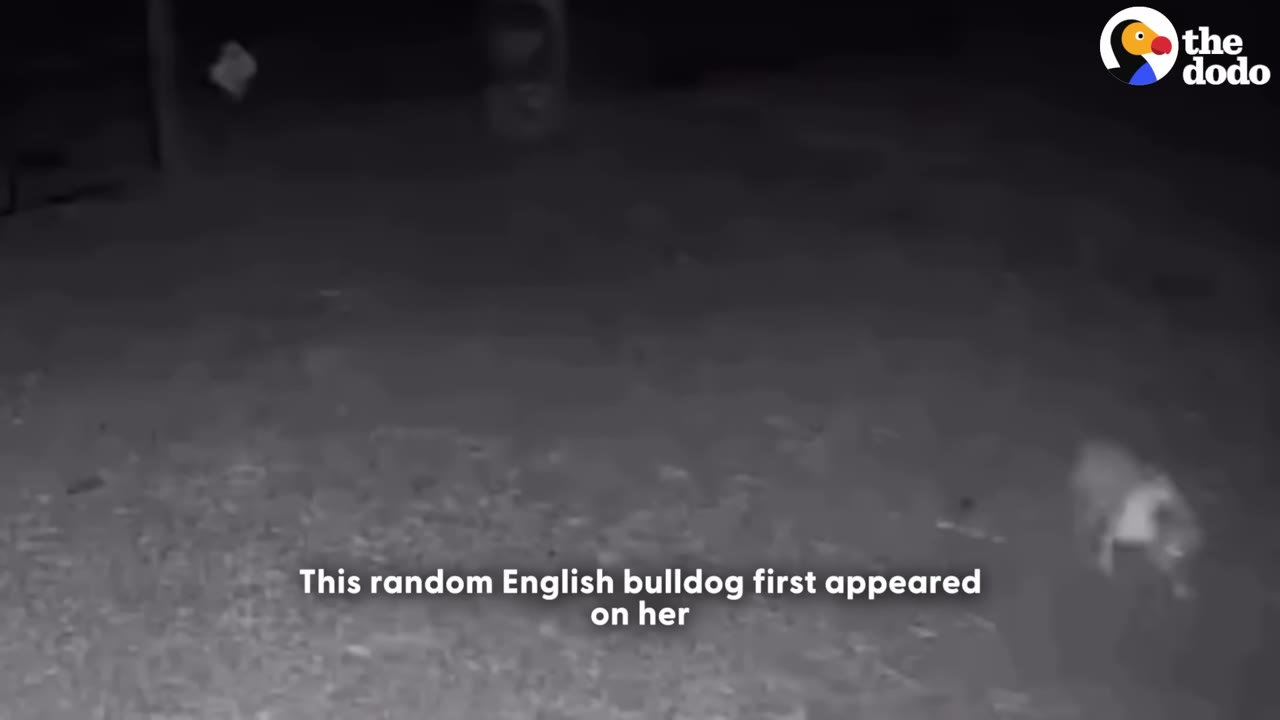 A grainy, black-and-white night-vision security camera frame showing a small dog appearing in a dark yard at night.