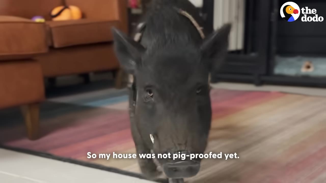 A black pig walks across a colorful rug inside a living room with a brown couch in the background.