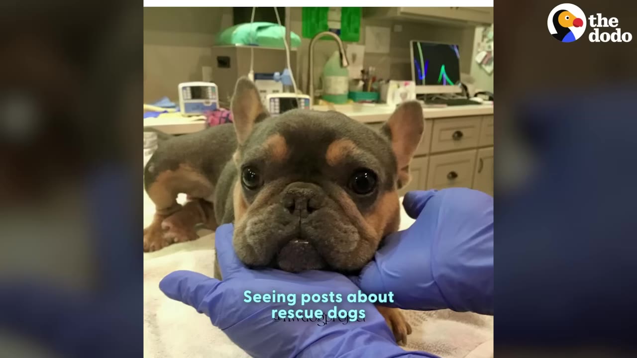 A close-up shot of a small French bulldog puppy with its head gently cradled by hands wearing blue medical gloves.