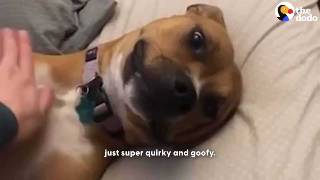 A close-up of a brown and white dog lying on its back on a bed, looking up with a wide-eyed, goofy expression while being petted.